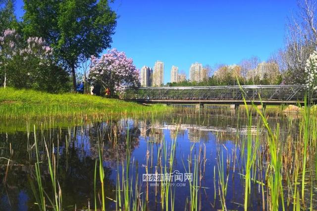 丁香六月的简单介绍，冰城寻香赏花“路线图”（六月份的丁香）