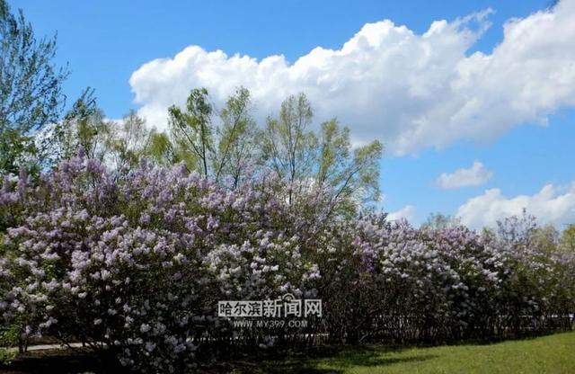 丁香六月的简单介绍，冰城寻香赏花“路线图”（六月份的丁香）