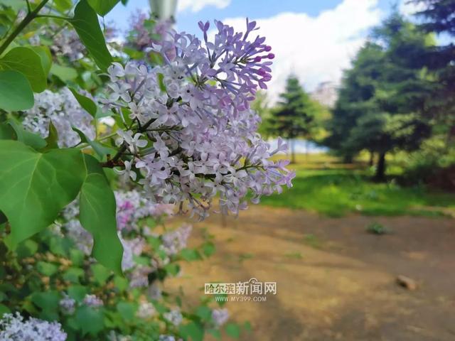 丁香六月的简单介绍，冰城寻香赏花“路线图”（六月份的丁香）
