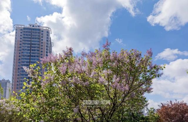 丁香六月的简单介绍，冰城寻香赏花“路线图”（六月份的丁香）