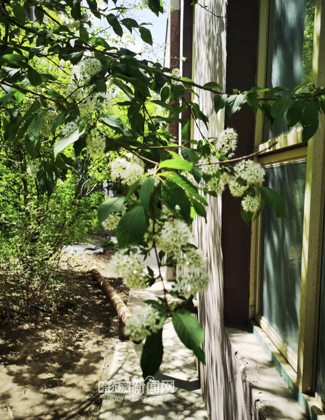 丁香六月的简单介绍，冰城寻香赏花“路线图”（六月份的丁香）