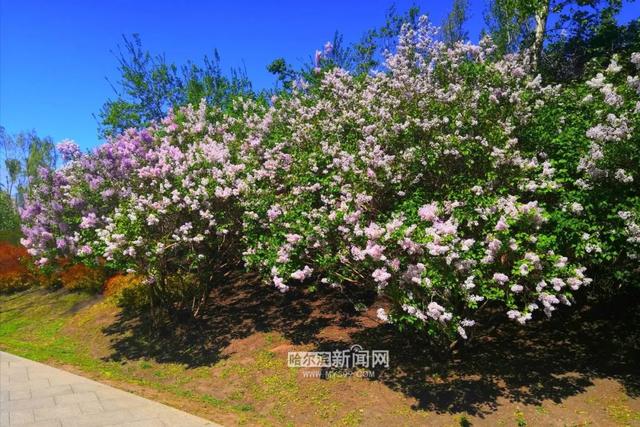 丁香六月的简单介绍，冰城寻香赏花“路线图”（六月份的丁香）