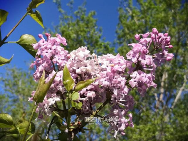 丁香六月的简单介绍，冰城寻香赏花“路线图”（六月份的丁香）