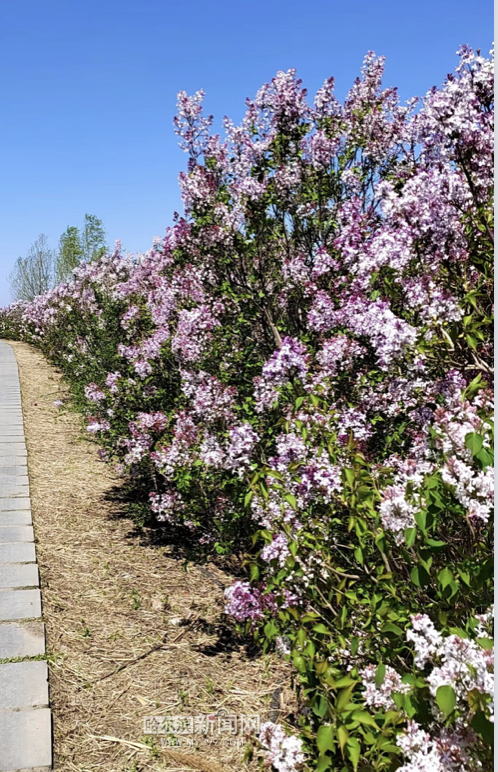 丁香六月的简单介绍，冰城寻香赏花“路线图”（六月份的丁香）