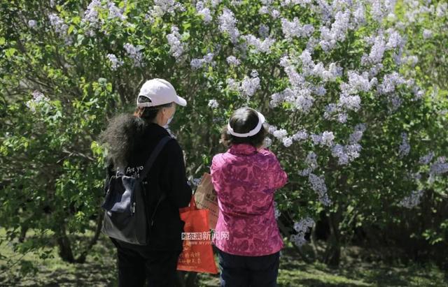 丁香六月的简单介绍，冰城寻香赏花“路线图”（六月份的丁香）