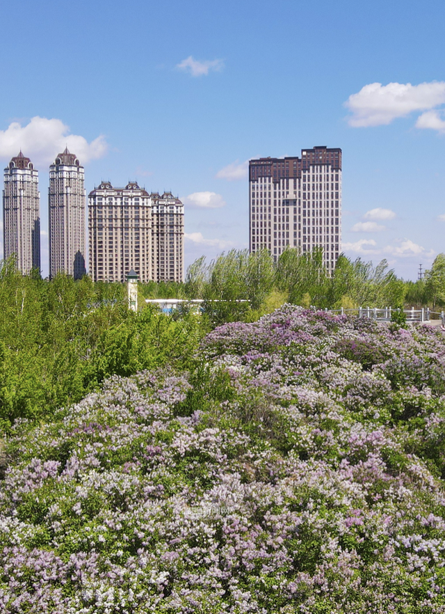 丁香六月的简单介绍，冰城寻香赏花“路线图”（六月份的丁香）