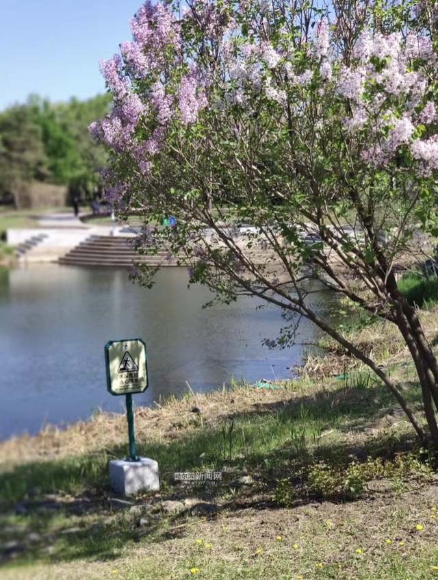 丁香六月的简单介绍，冰城寻香赏花“路线图”（六月份的丁香）