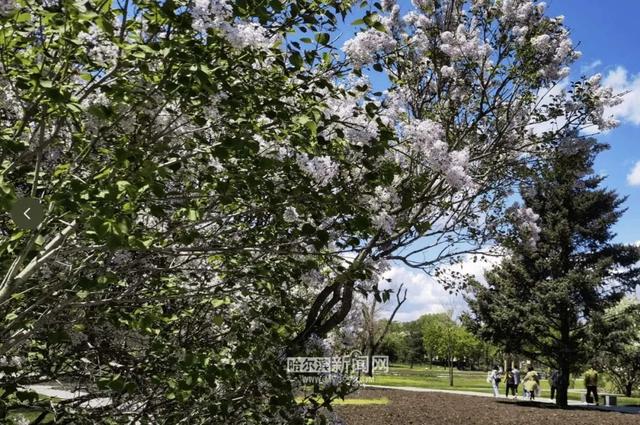 丁香六月的简单介绍，冰城寻香赏花“路线图”（六月份的丁香）