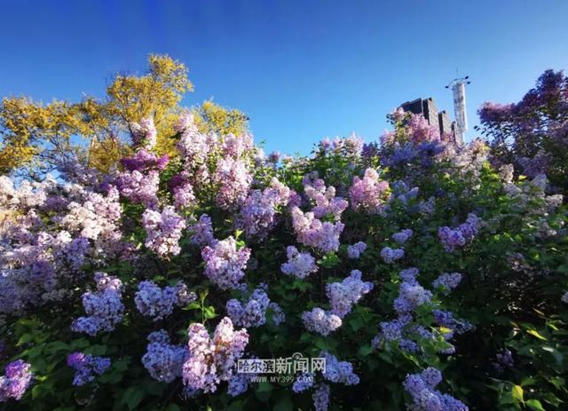 丁香六月的简单介绍，冰城寻香赏花“路线图”（六月份的丁香）