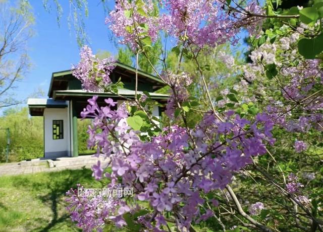 丁香六月的简单介绍，冰城寻香赏花“路线图”（六月份的丁香）