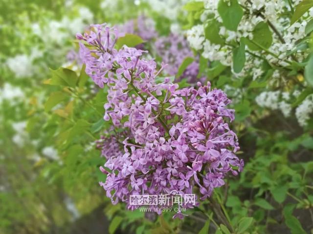 丁香六月的简单介绍，冰城寻香赏花“路线图”（六月份的丁香）