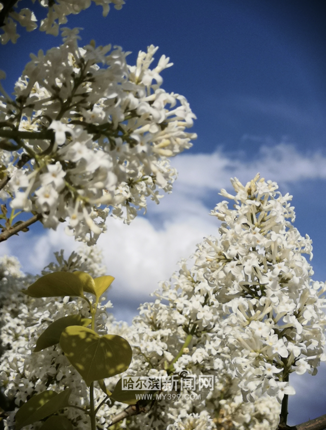 丁香六月的简单介绍，冰城寻香赏花“路线图”（六月份的丁香）
