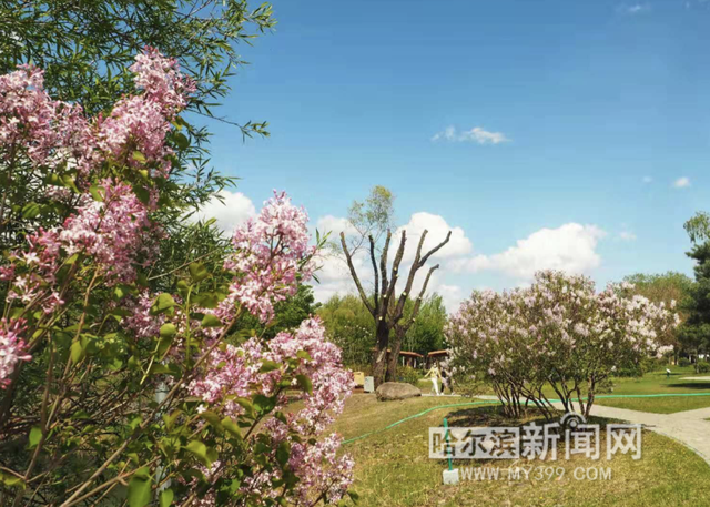 丁香六月的简单介绍，冰城寻香赏花“路线图”（六月份的丁香）