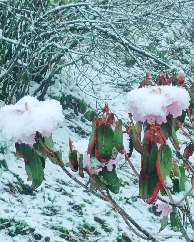 湖北冬季下雪最多的地方，湖北这里现夏日冰雪奇观