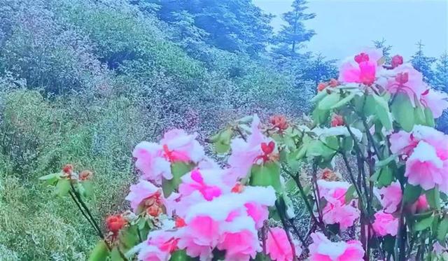 湖北冬季下雪最多的地方，湖北这里现夏日冰雪奇观