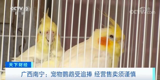 出售宠物，注意：这样做可能违法️（卖宠物在哪个平台好卖）