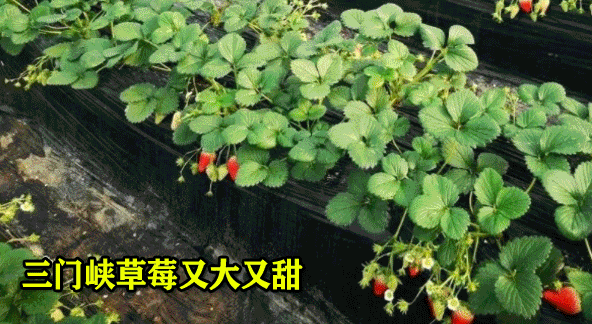 三门峡律师事务所排名（有封信）