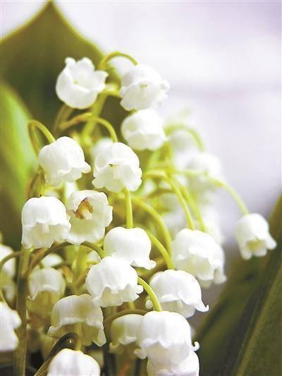 五月的花有什么，五月的花有什么丁香花的诗句（各国“五月民俗”你了解吗）