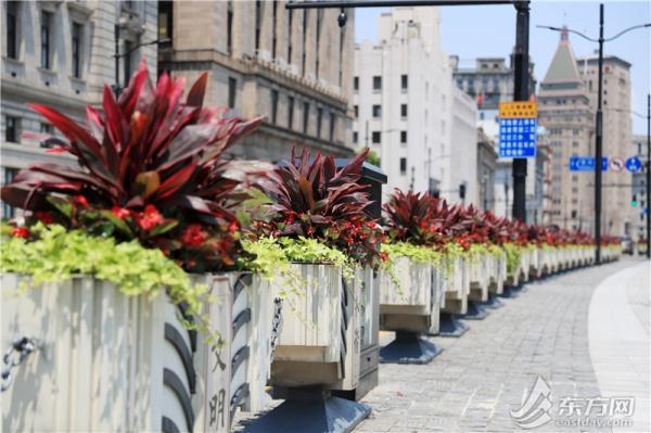 凤仙花栽培介绍，凤仙花栽培记录（以更美的面貌迎接复工复产）