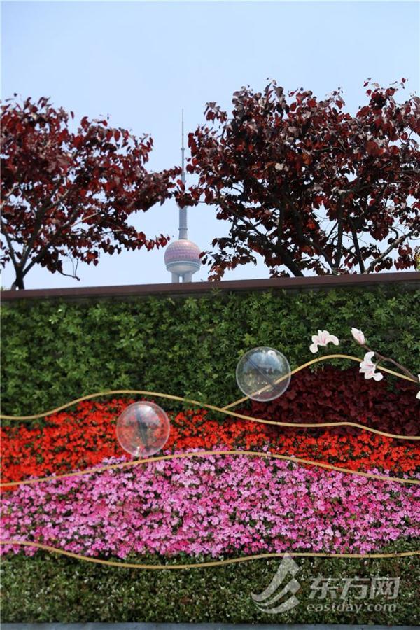 凤仙花栽培介绍，凤仙花栽培记录（以更美的面貌迎接复工复产）