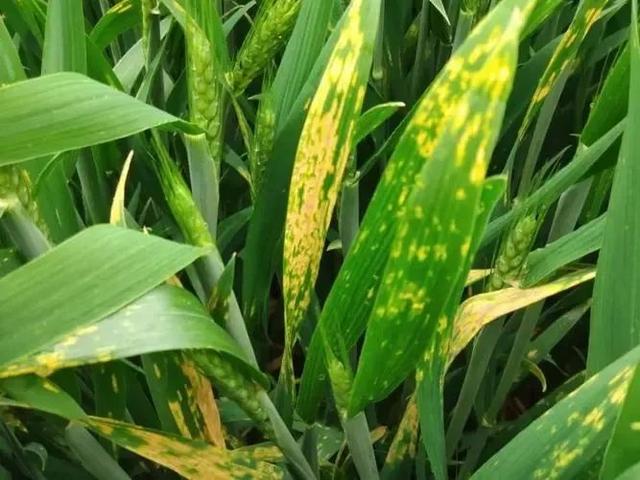 小麦产地，大国农情，小麦：面食之源（中国小麦产地）