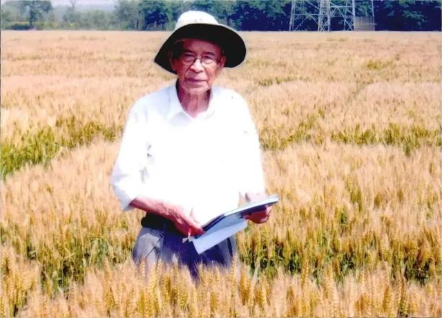 小麦产地，大国农情，小麦：面食之源（中国小麦产地）