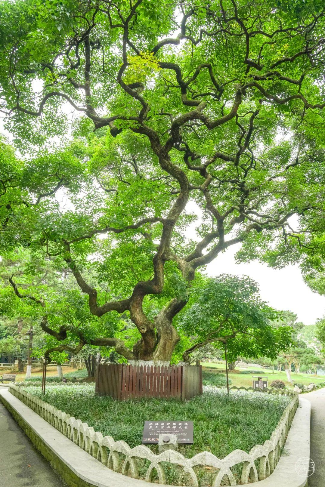 东湖听涛风景区(武汉东湖听涛景区需要门票吗)