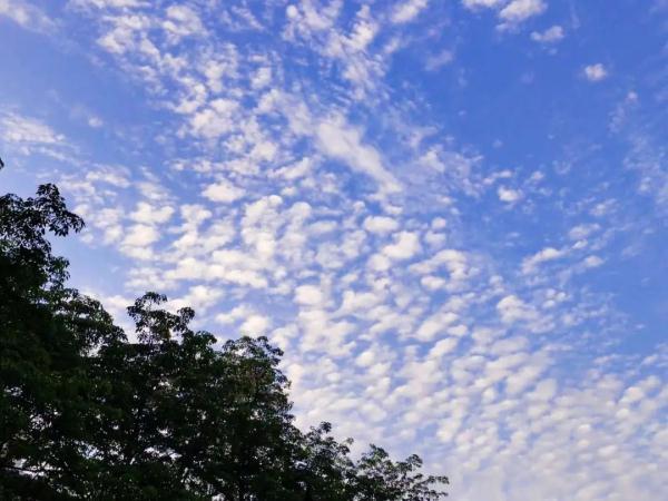 什么云霞，什么云霞填合适的词（广州晚霞邂逅鱼鳞云）