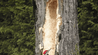 啄木鸟为什么啄木，啄木鸟为什么要啄树木（一天啄木12000次）