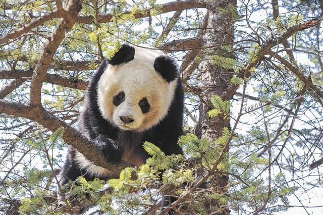 2021年中国重大事件热点汇总，2021年十大热点事件（2021年中国自然保护地十件大事发布）