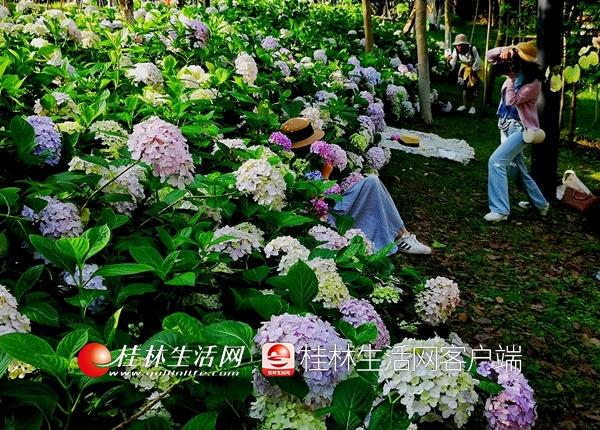 园林植物园，园林植物与观赏园艺考研科目（桂林这些公园里绣球花盛开）