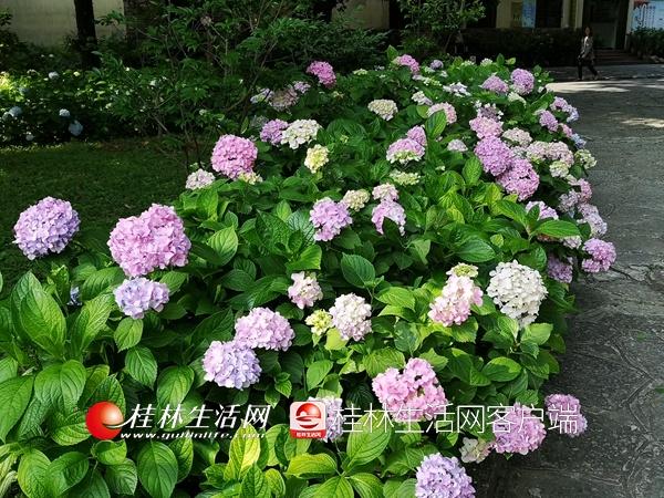园林植物园，园林植物与观赏园艺考研科目（桂林这些公园里绣球花盛开）