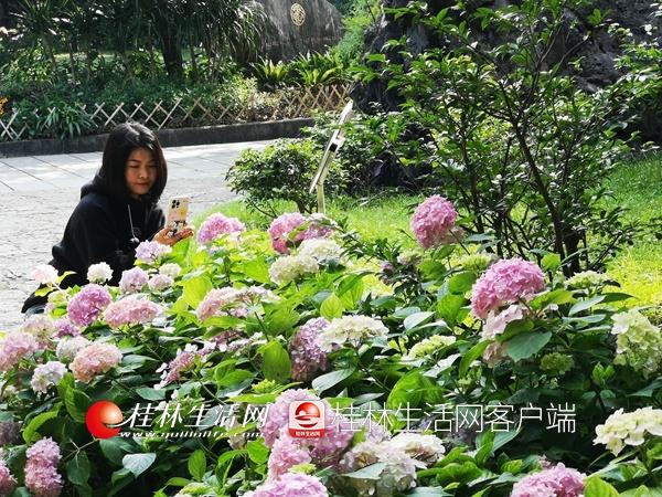 园林植物园，园林植物与观赏园艺考研科目（桂林这些公园里绣球花盛开）