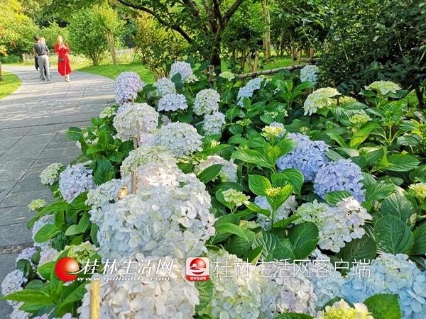 园林植物园，园林植物与观赏园艺考研科目（桂林这些公园里绣球花盛开）