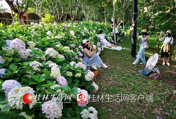 园林植物园，园林植物与观赏园艺考研科目（桂林这些公园里绣球花盛开）