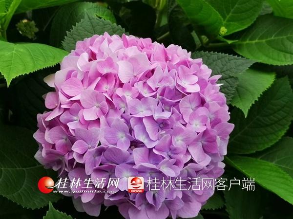 园林植物园，园林植物与观赏园艺考研科目（桂林这些公园里绣球花盛开）