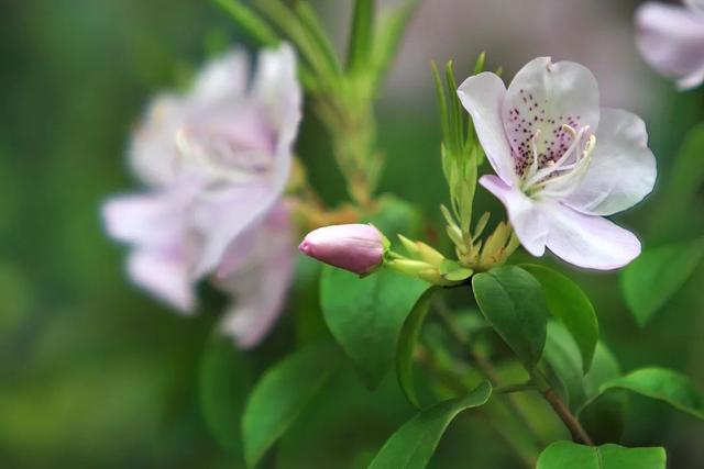 天台山在哪里，四川天台山在哪里（一座天台山，半部《全唐诗》）