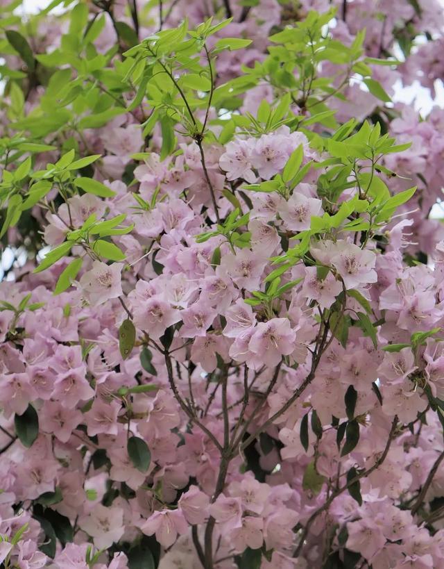 天台山在哪里，四川天台山在哪里（一座天台山，半部《全唐诗》）