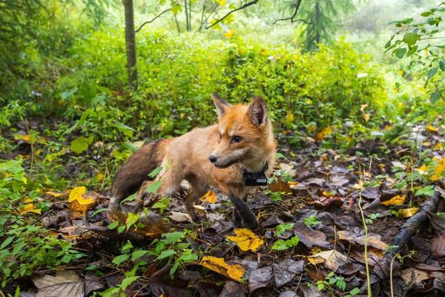 电脑打开一丘之骆什么意思，回归宜昌朋友圈“发动态”了