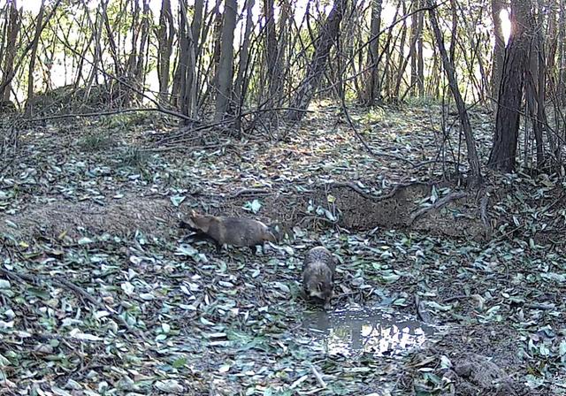 电脑打开一丘之骆什么意思，回归宜昌朋友圈“发动态”了