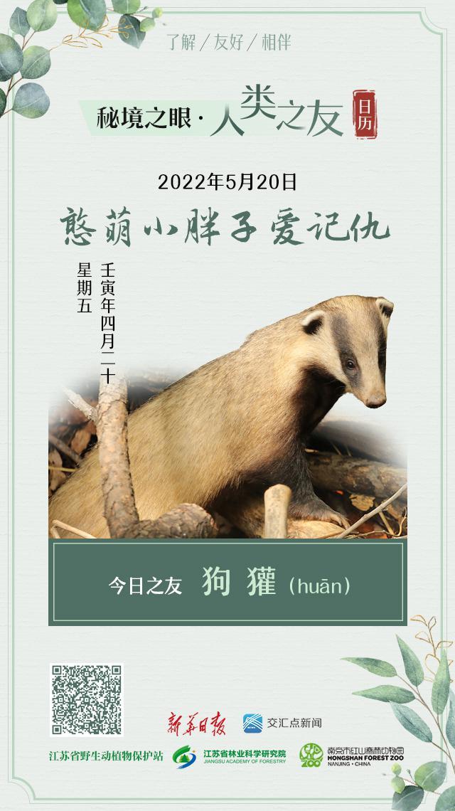 獾怎么读,獾怎么读什么意思(狗獾 huān