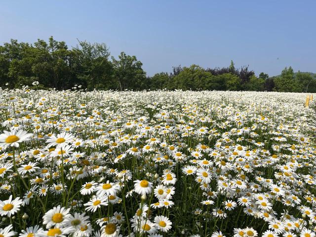 邹菊(邹菊花,白色花海美不胜收(雏菊的主要内容)
