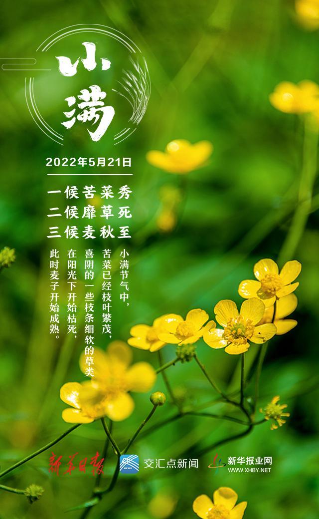 小满是几月几日，二十四节气中的小满是几月几日（今日，小满！盛夏将至）