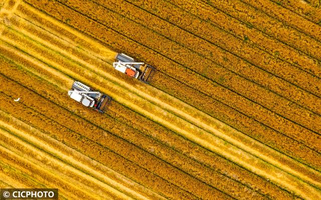 农忙是几月份，农忙的句子经典语录（又到小满农忙时）