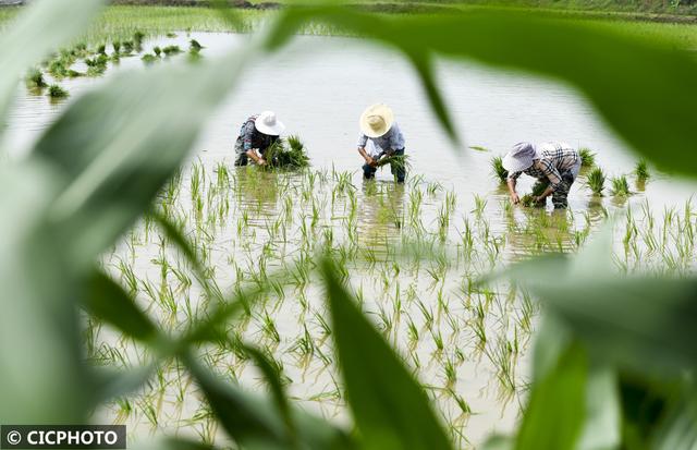 农忙是几月份，农忙的句子经典语录（又到小满农忙时）