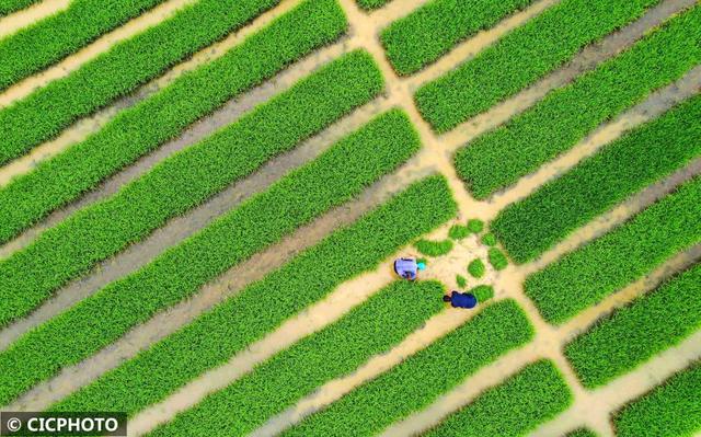 农忙是几月份，农忙的句子经典语录（又到小满农忙时）