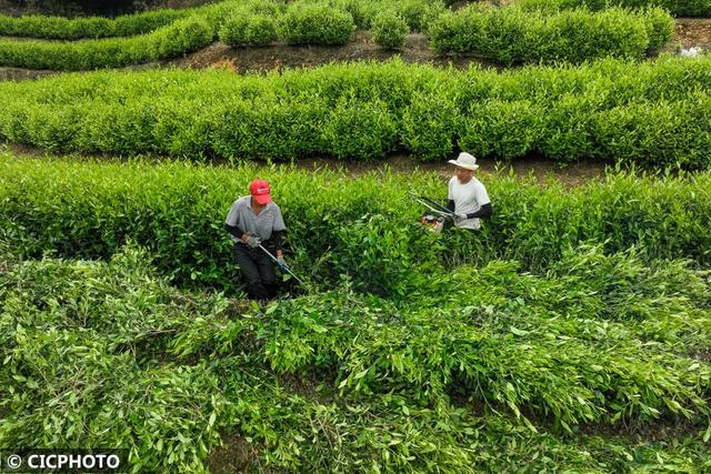 农忙是几月份，农忙的句子经典语录（又到小满农忙时）