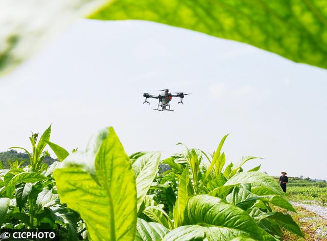 农忙是几月份，农忙的句子经典语录（又到小满农忙时）