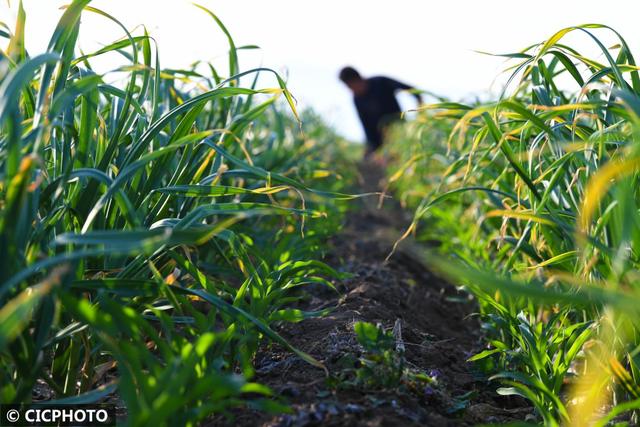 农忙是几月份，农忙的句子经典语录（又到小满农忙时）