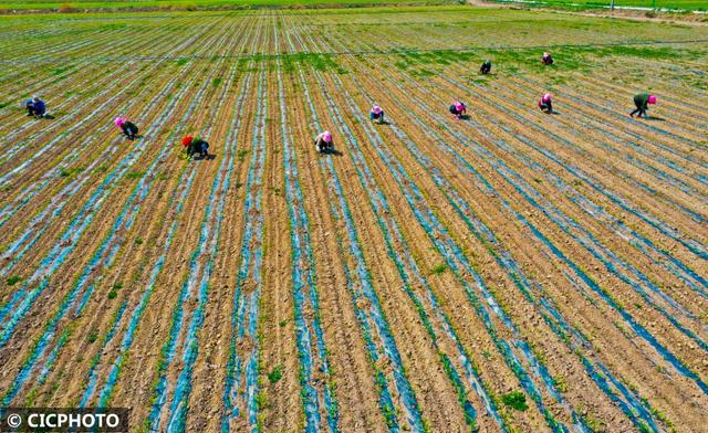 农忙是几月份，农忙的句子经典语录（又到小满农忙时）
